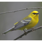 Male. Note: thin dark eye line, yellow crown, and blue-gray wings.