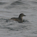 Adult plumage. Note: white crescent above eye, upcurved lower mandible (with pale patch near base).